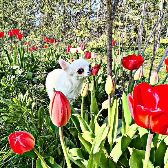 Meet your Posher, Andrea - Picture 1 of 2